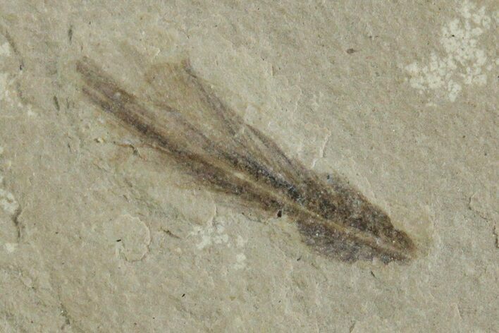 Detailed Fossil Feather - Green River Formation, Utah #356568
